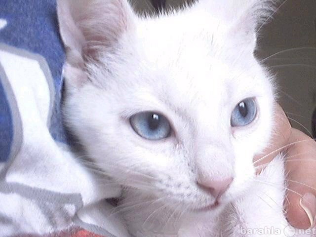 Отдам даром: Белый кот с голубыми глазами ищет хозяев