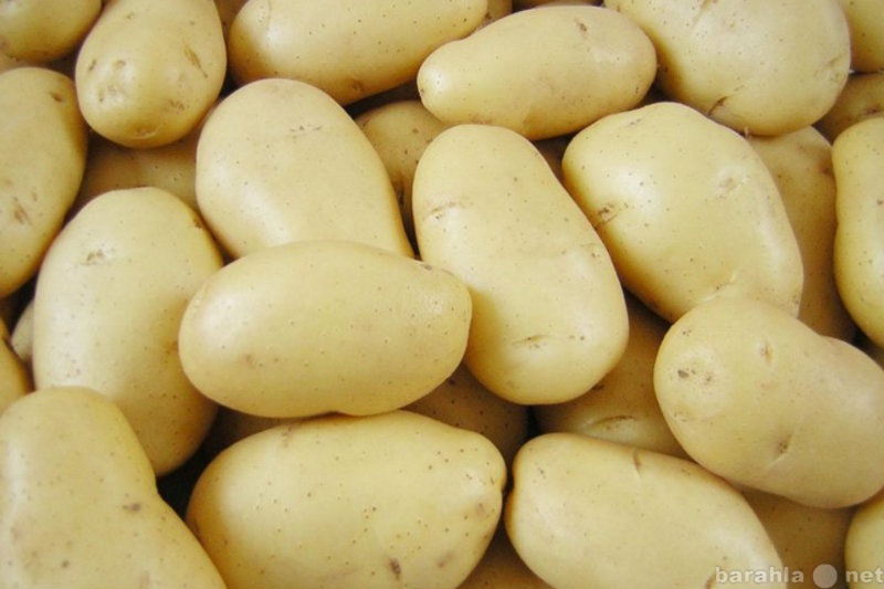 Продам: Картофель оптом.2015 г (доставка по РФ)