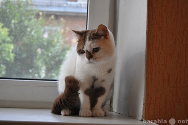 Продам: Вязка с котом окраса циннамон биколор