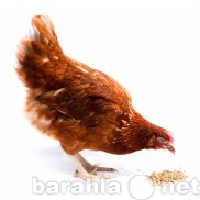 Продам: БВМД Универсальный для яичной птицы 15%
