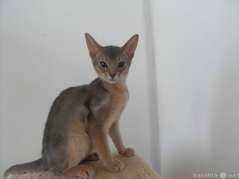 Продам: абиссинский котенок