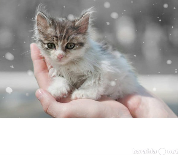 Отдам даром: В добрые руки симпатичных белых котят