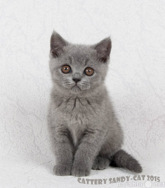 Продам: Британские Голубые и Черные котята
