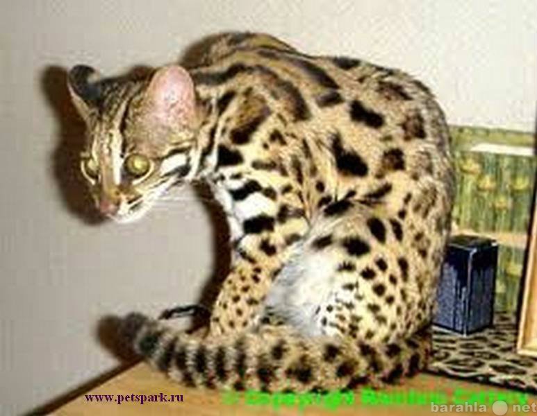 Продам: Продам АЛК азиатских леопардовых кошек