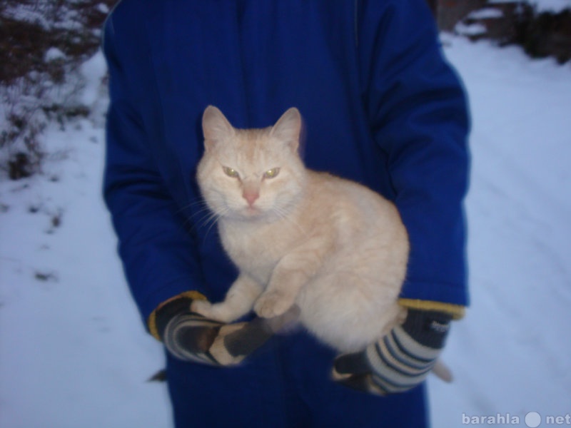 Отдам даром: Найден светло-рыжий котик в с/оСтроитель