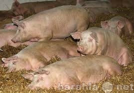 Продам: БВМ добавка для свиней  15%