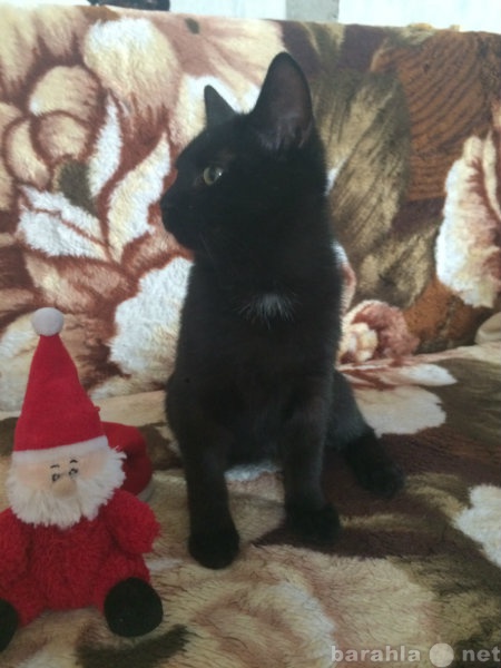 Отдам даром: Черный красивый котенок ищет дом