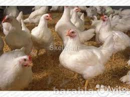 Продам: Комбикорм Гроуэр для цыплят-бройлеров