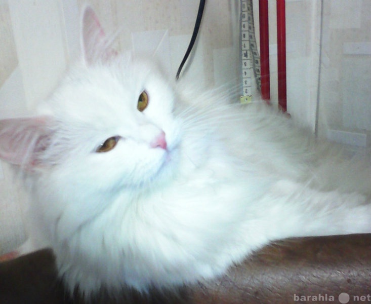 Отдам даром: Белоснежная ангорская кошка 1 год