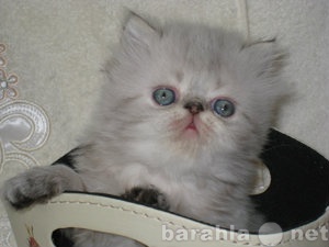 Продам: гималайские (персидские колор-пойнт) кот