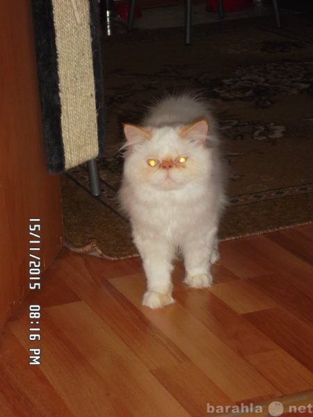 Продам: персидского котенка!