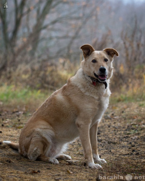 Отдам даром: собака Белка,привита и стерилизована