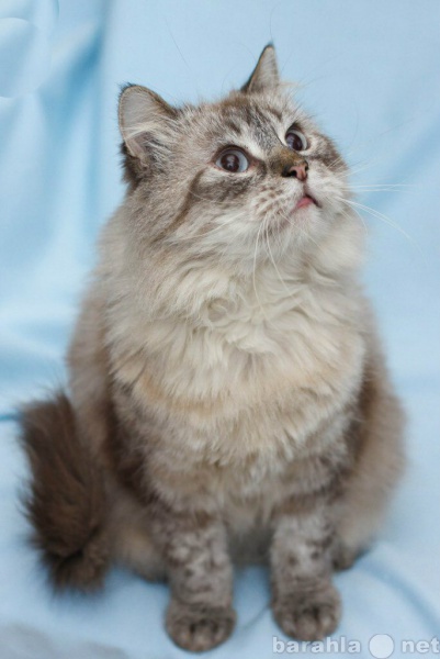Отдам даром: Красивый кот Тимоти, с голубыми глазами.