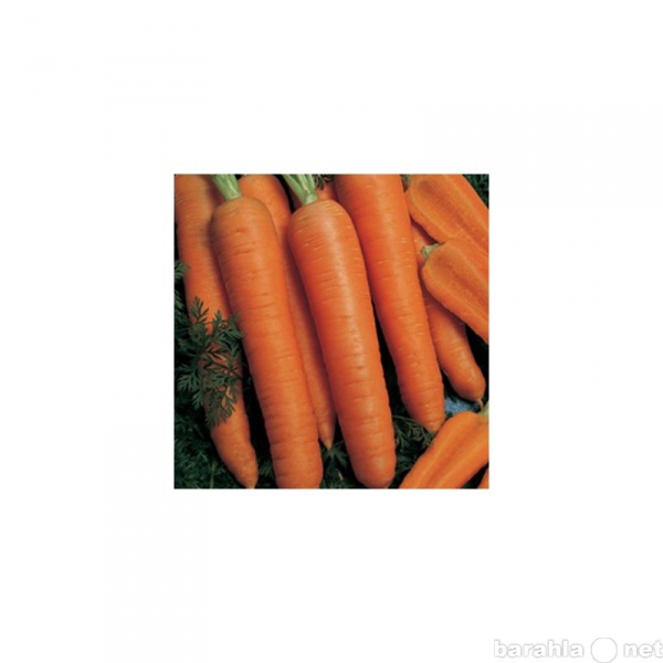 Продам: Морковь Абако