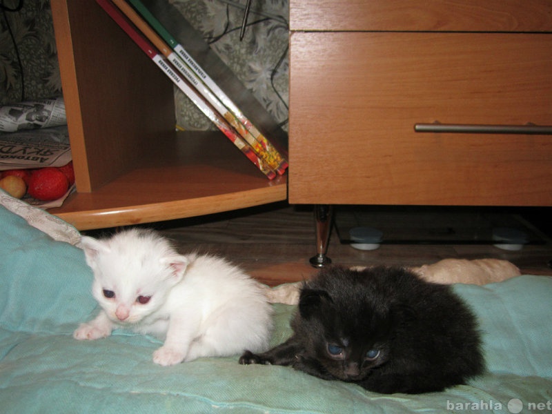 Котята ижевск в добрые. Черная кошка родила белых котят. Какие котята рождаются у черно белой кошки. Когда родились у черно белой кошки совсем очень маленькие.