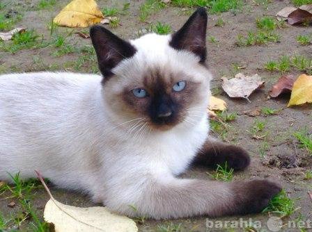 Продам: котята меконгского бобтейла