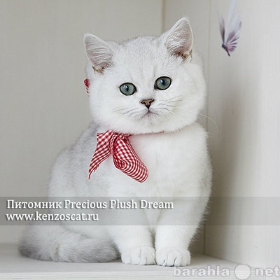 Продам: Британские котята серебристые шиншиллы