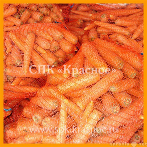 Продам: Морковь оптом от СПК «Красное»