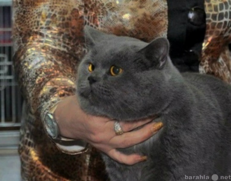 Продам: Вязка британский крупный кот