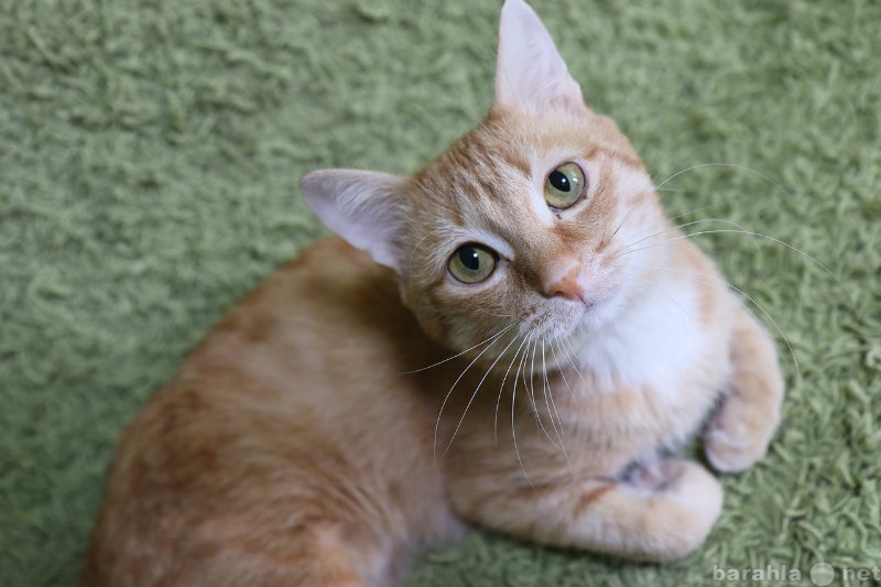 Продам: Ласковый кот Оранж Скай