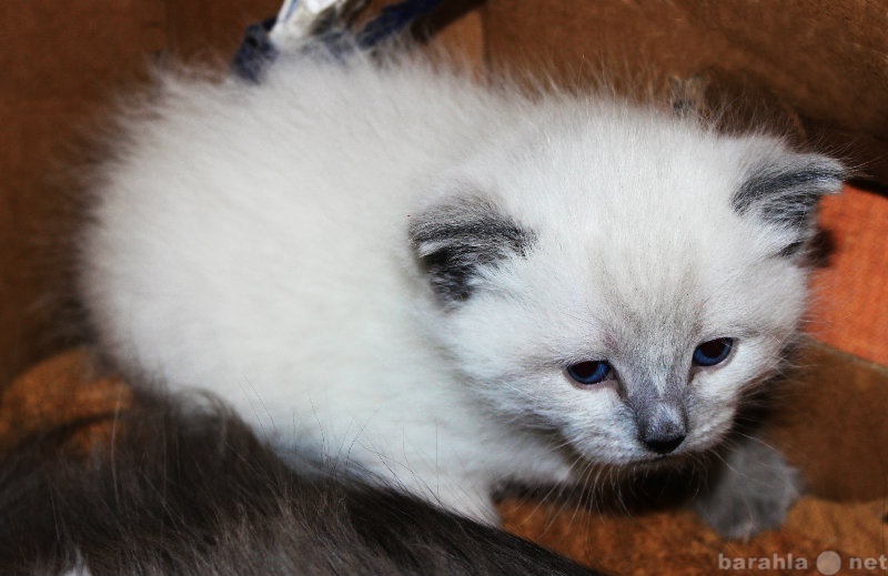 Продам: Пушистые котята сиамского окраса