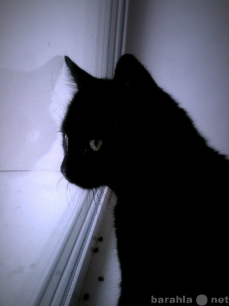Отдам даром: Черный кот