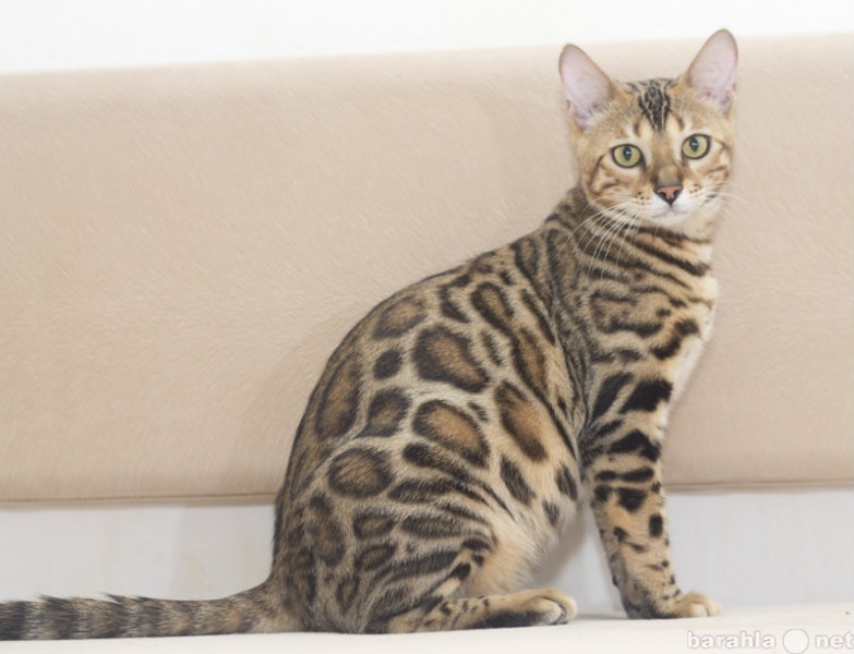 Продам: Красивые бенгальские котята