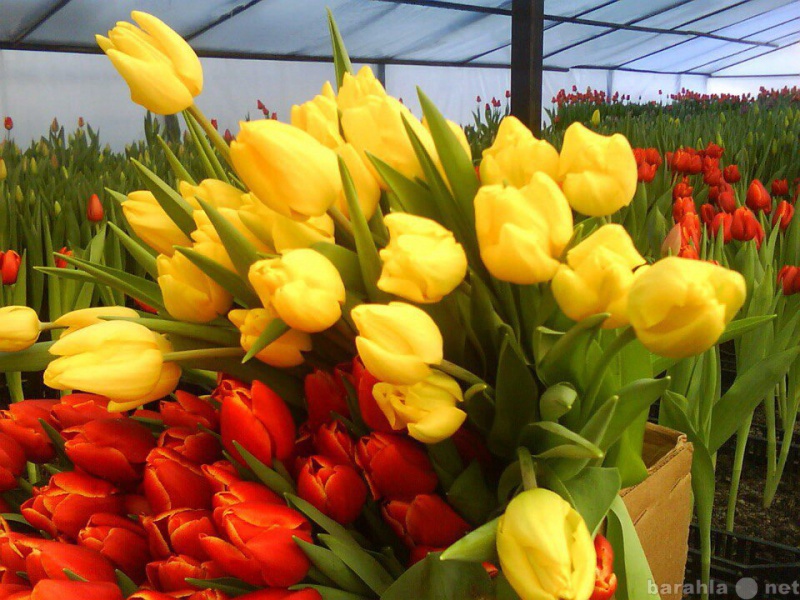 Продам: Тюльпаны оптом на 8 марта 2016