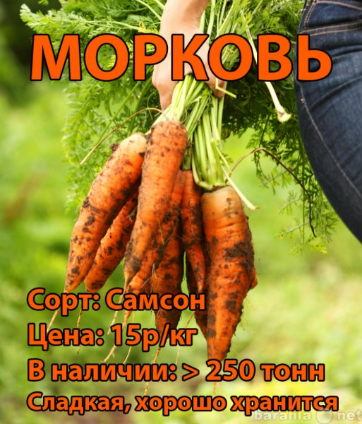 Продам: Морковь и зеленую редьку
