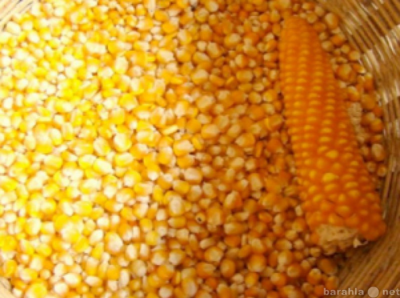 Куплю: Кукуруза