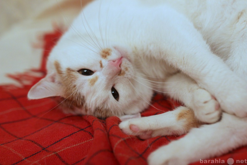 Отдам даром: Брутальный котик в поисках дома