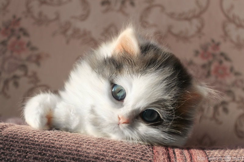 Продам: Клубный шотландский котенок хайленд