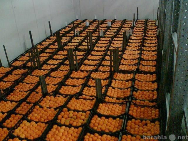 Продам: Мандарины из Грузии оптом. 20 тонн