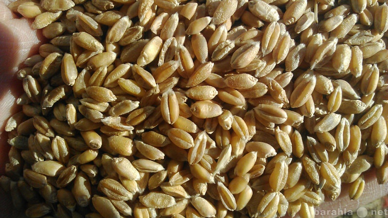 Продам: Пшеница фуражная кормовая