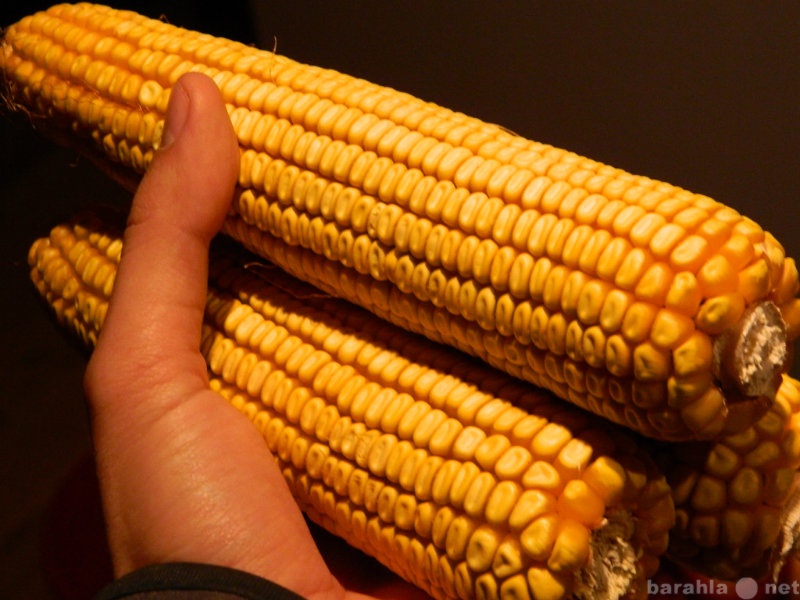 Продам: Семена кукурузы Краснодарский 385 МВ