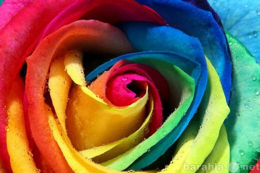 Продам: Семена разноцветной розы