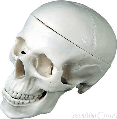 Продам: Анатомический череп