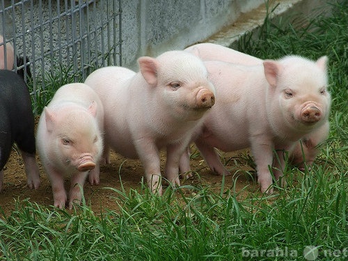 Продам: Комбикорм Финишер для свиней