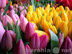 Продам: Тюльпаны срез к 8 марта 2016 от 35 руб.