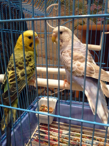 Продам: Волнистые попугаи