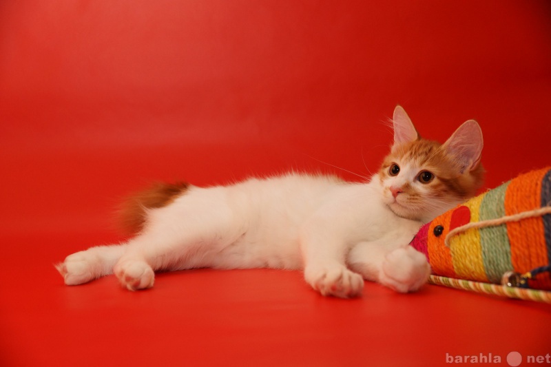 Продам: Котёнок красная мраморная красавица