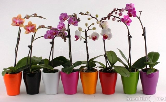 Продам: Орхидея фаленопсис