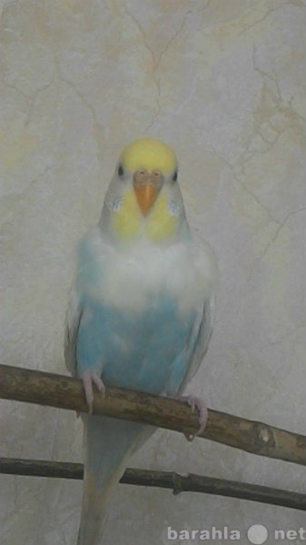 Продам: Самка волнистого попугая с клеткой