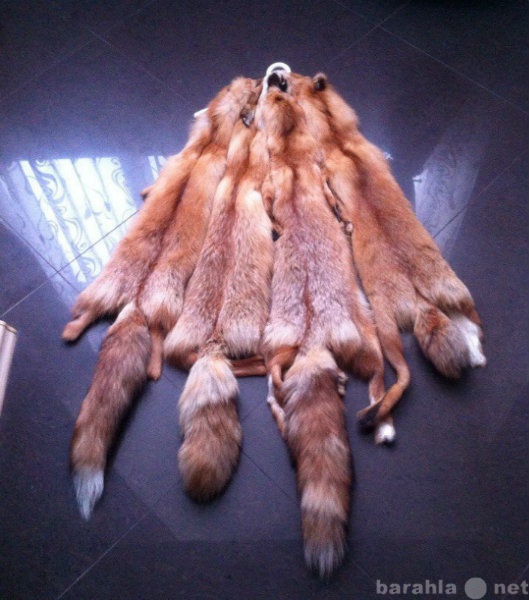 Продам: мех рыжей лисы