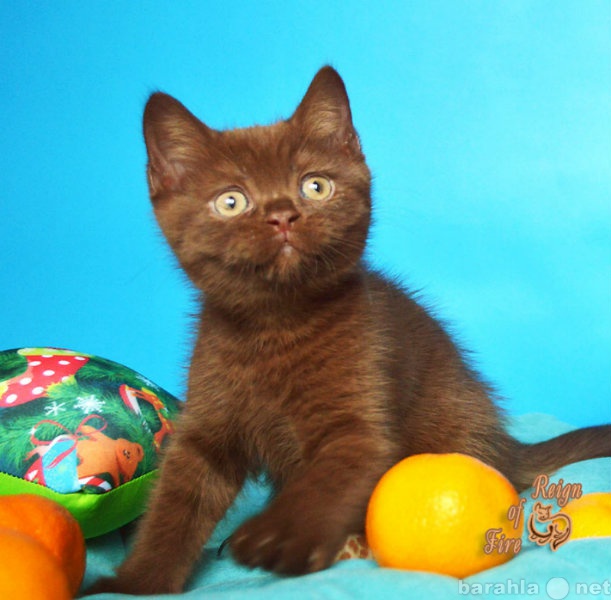 Продам: Британский котенок шоколадного окраса