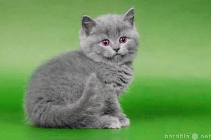 Продам: Плюшевые британские котята