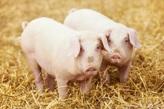 Продам: Комбикорм для свиней на откорме