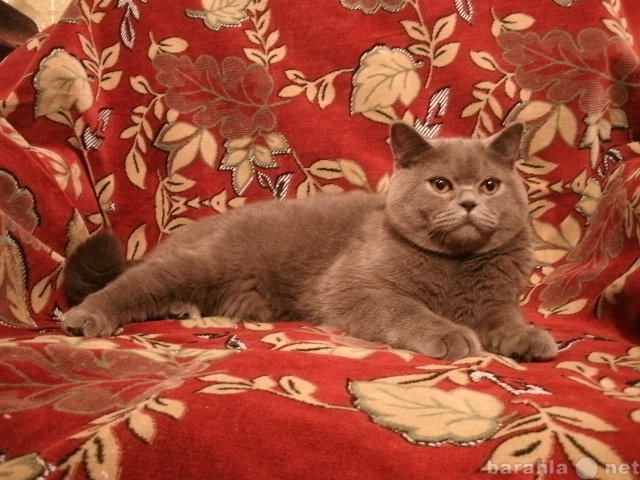 Продам: Британский котик из питомника.