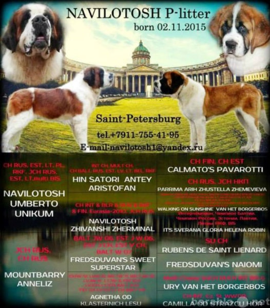 Продам: щенки сенбернара  в Санкт Петербурге