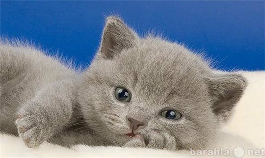 Продам: Шотландские плюшевые котята